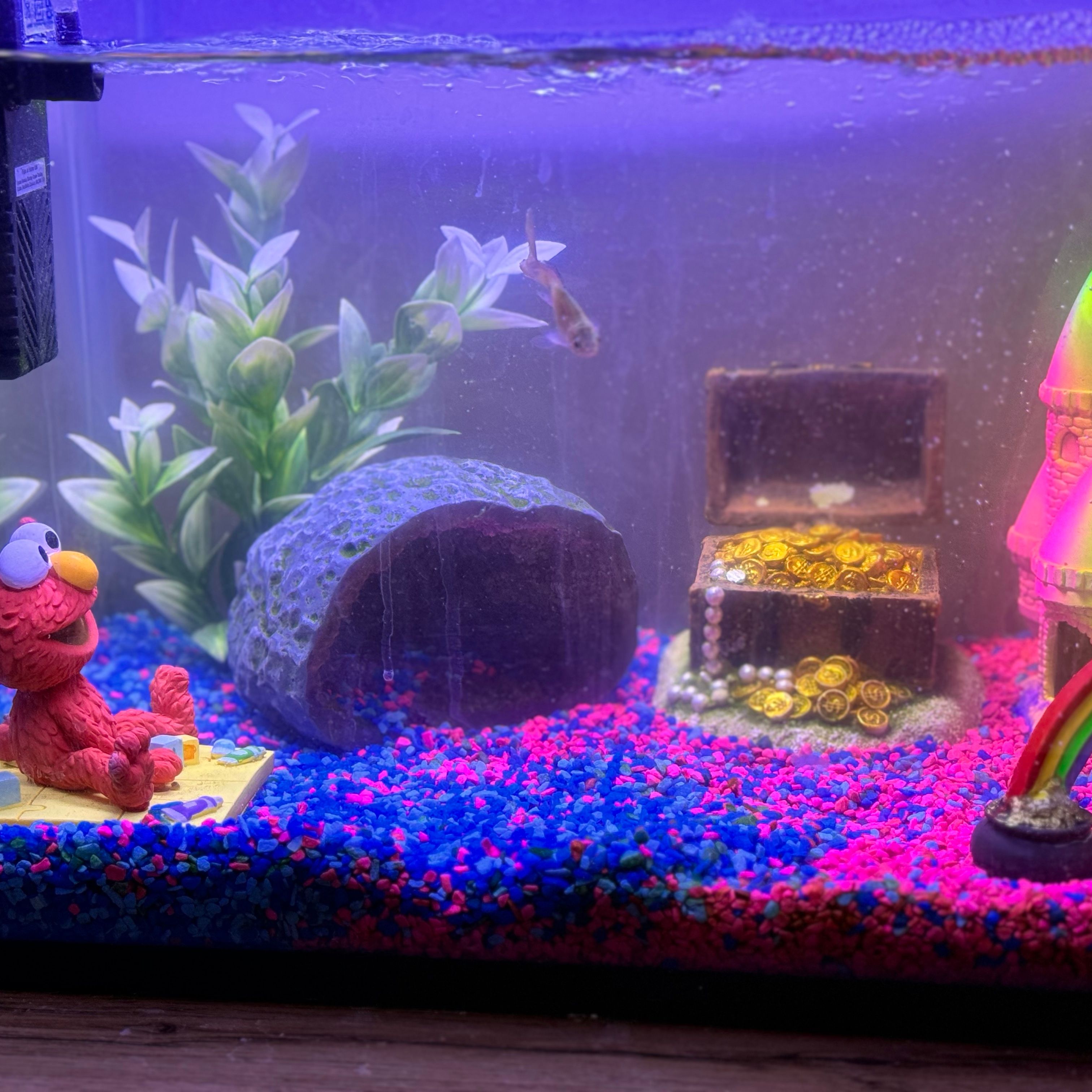 Fish (x4)