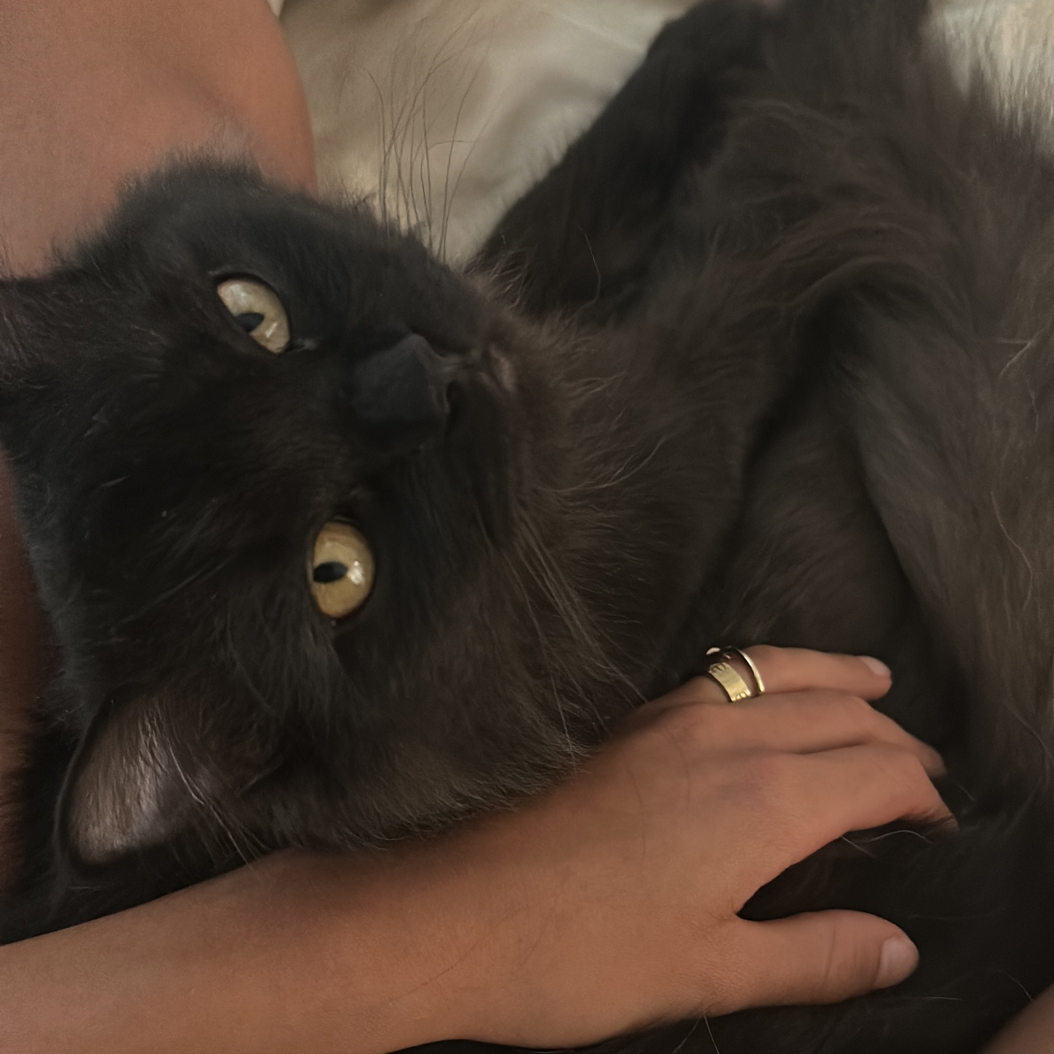 Loki
