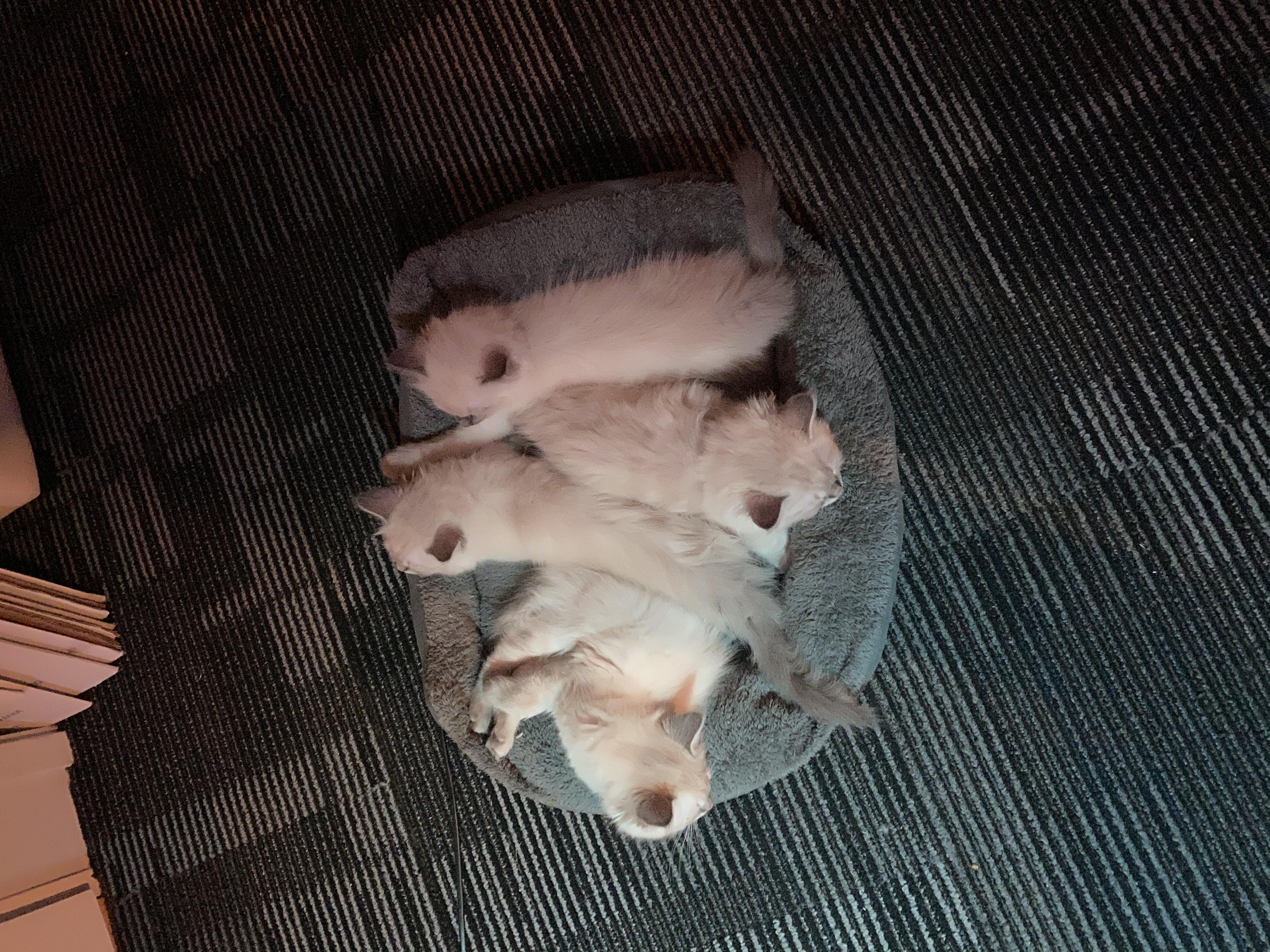 image-7