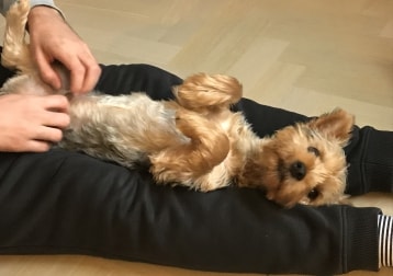 Toto
