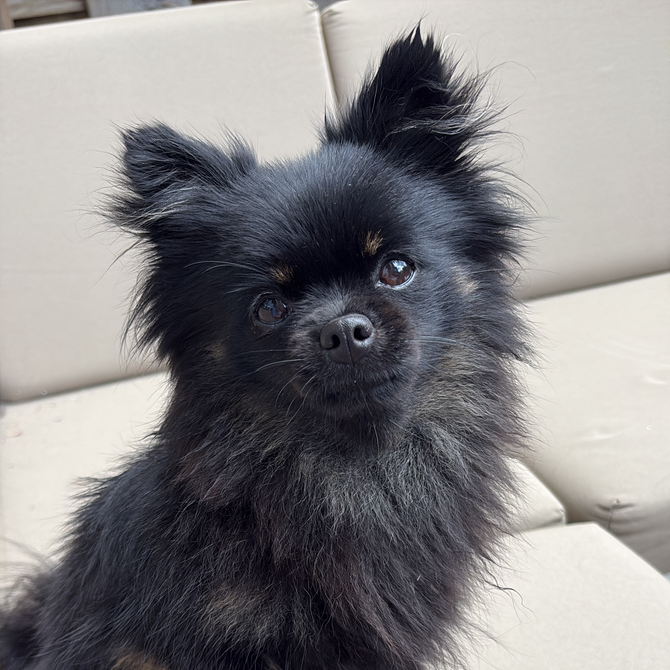Baloo