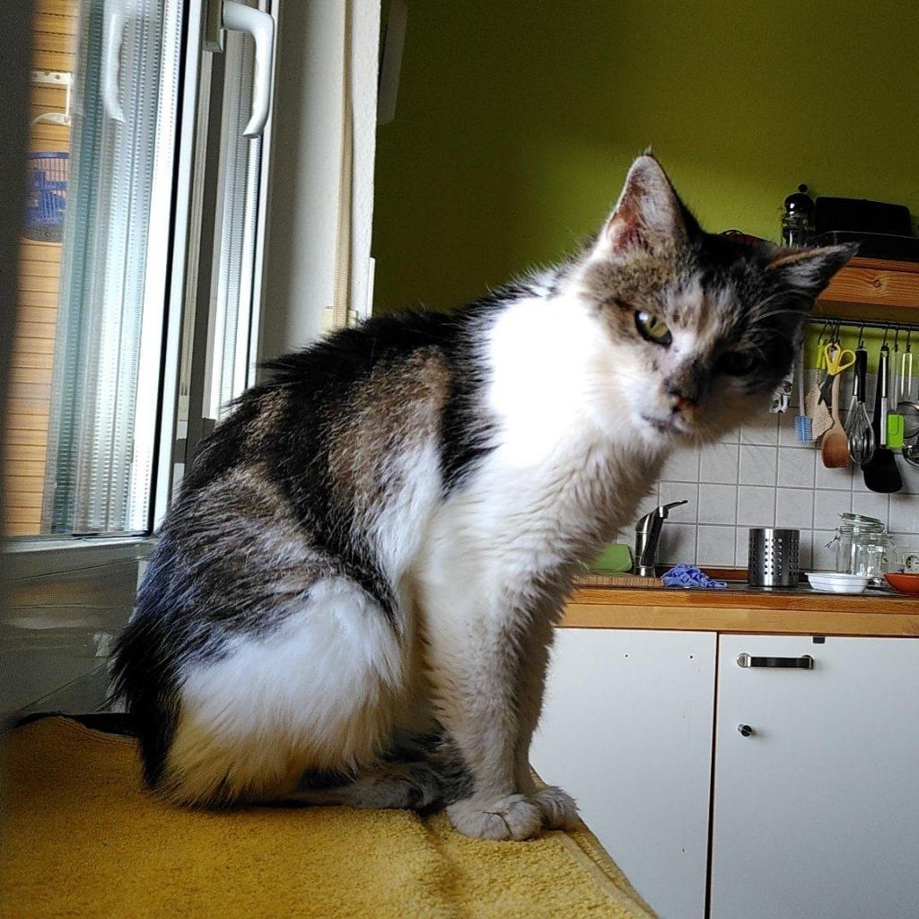 Püppi Sue