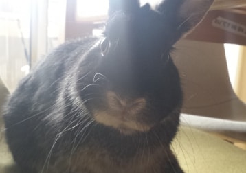 Marley