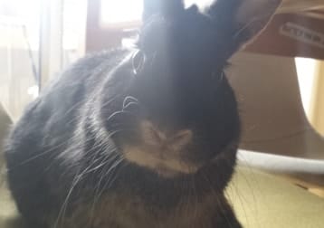 Marley