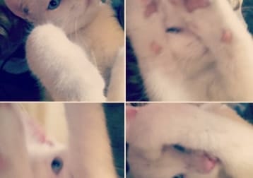 Lumi