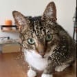 Yuki