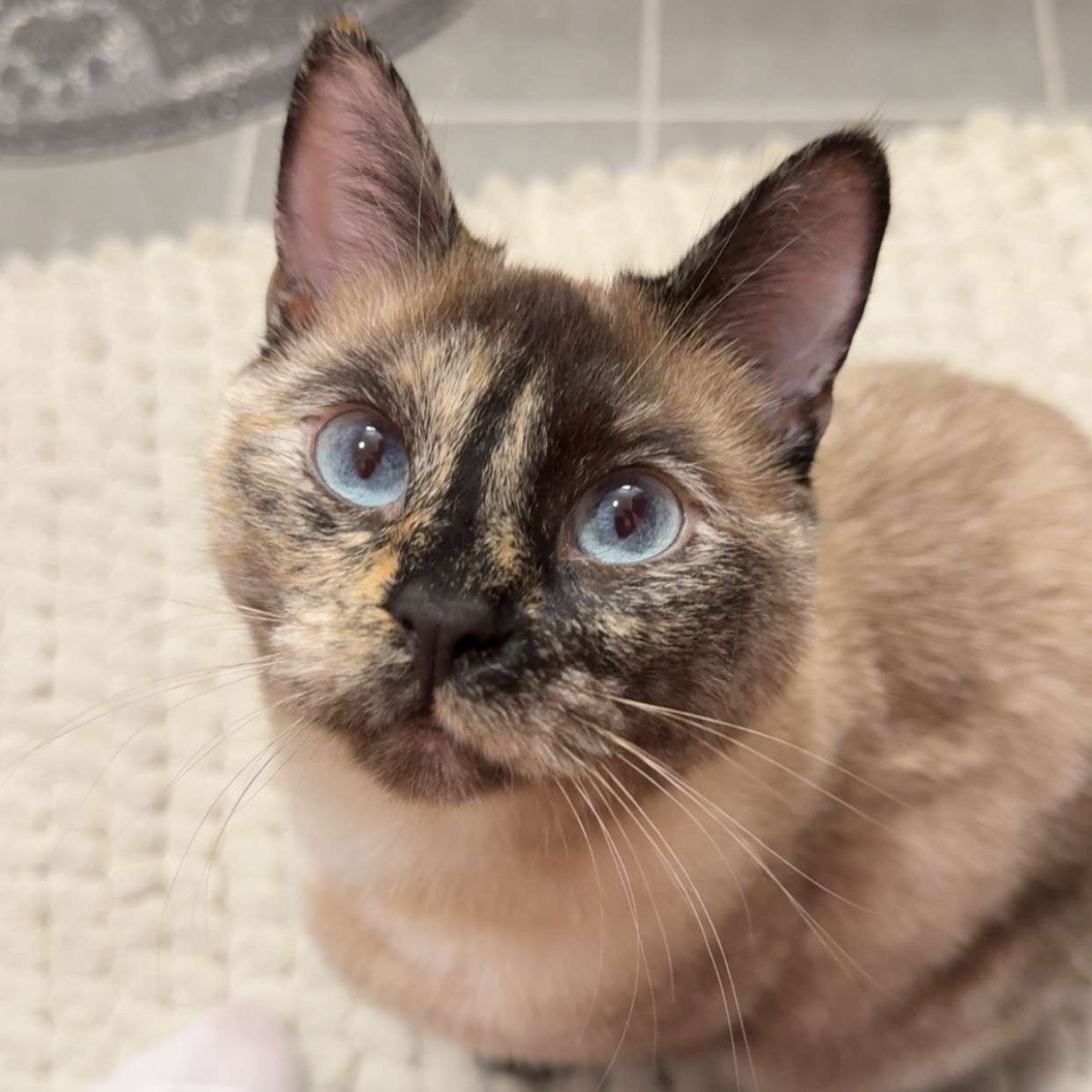 Miso