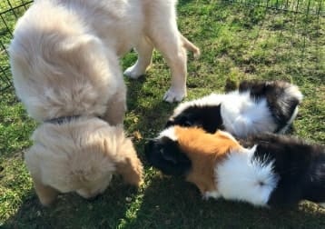 Jennifer, Pluisje, Stamper En Pluto