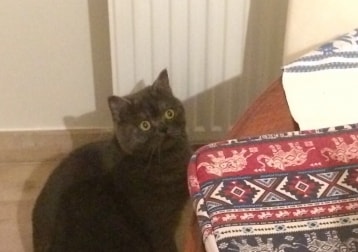 Max