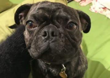 Pongo