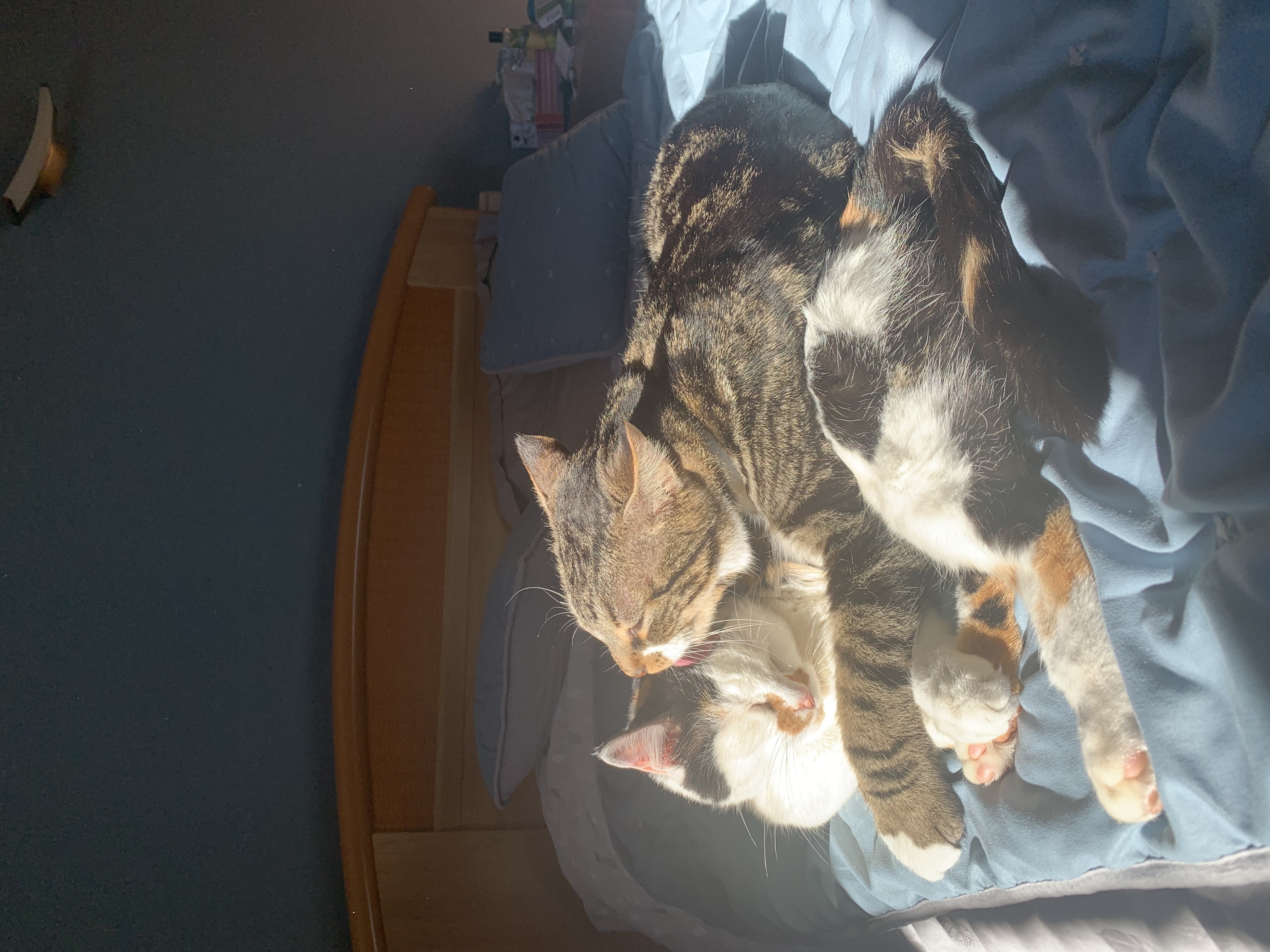 image-7