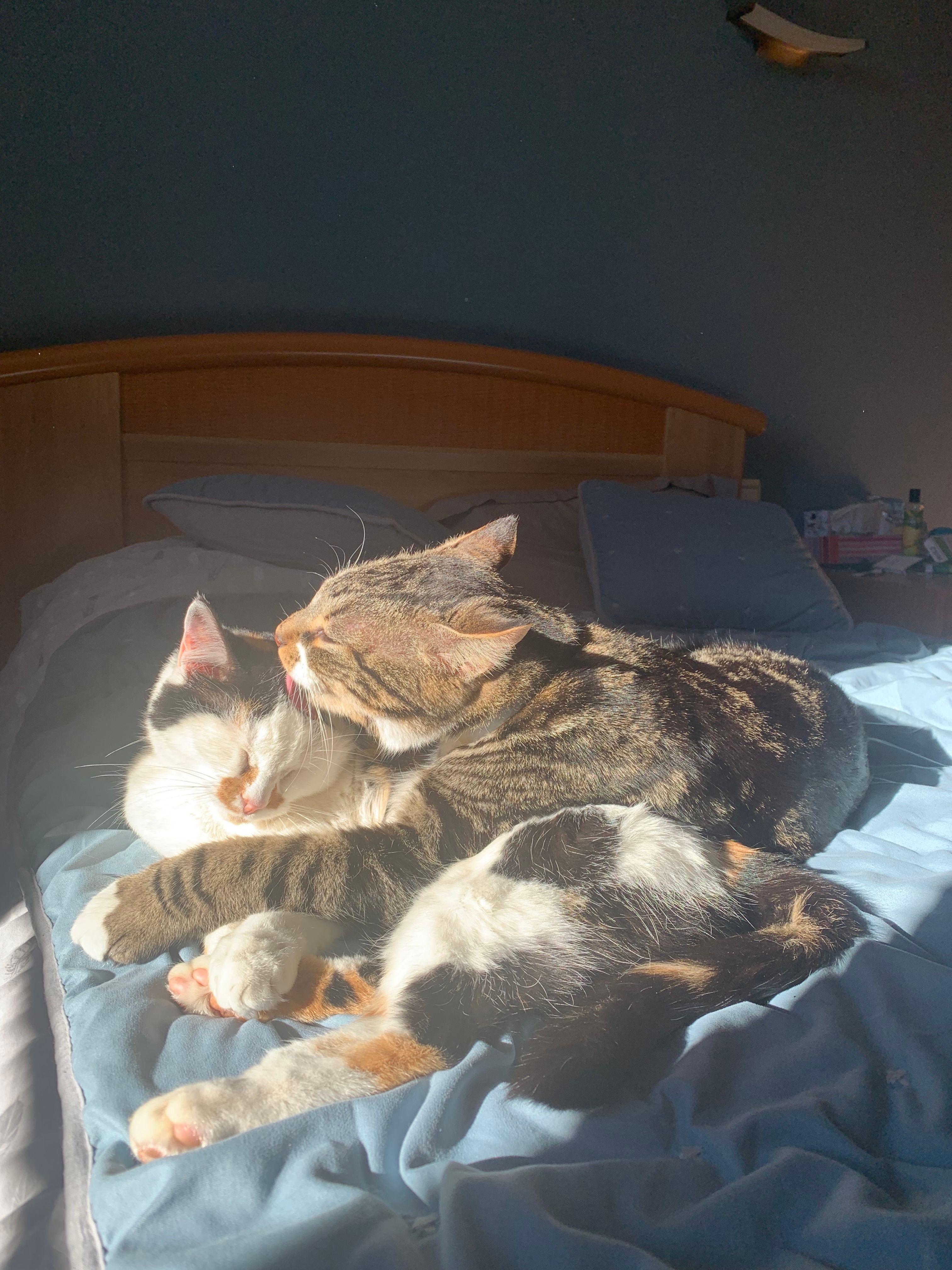 image-7