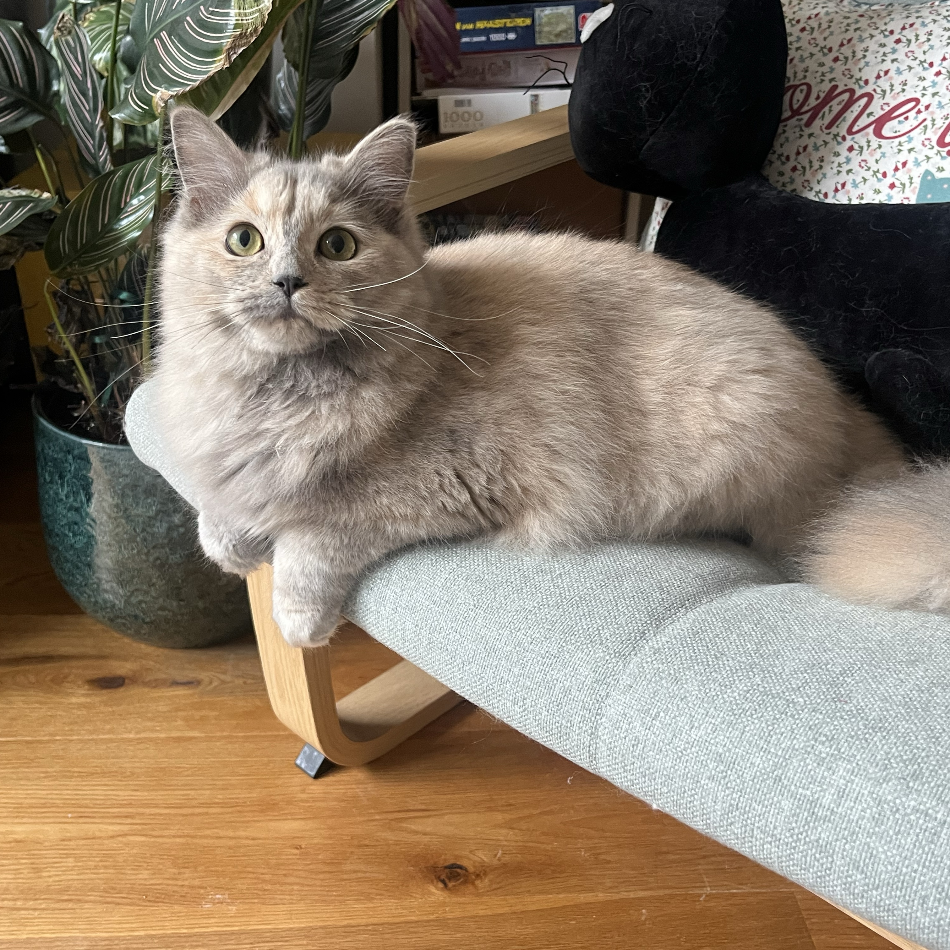 Luna