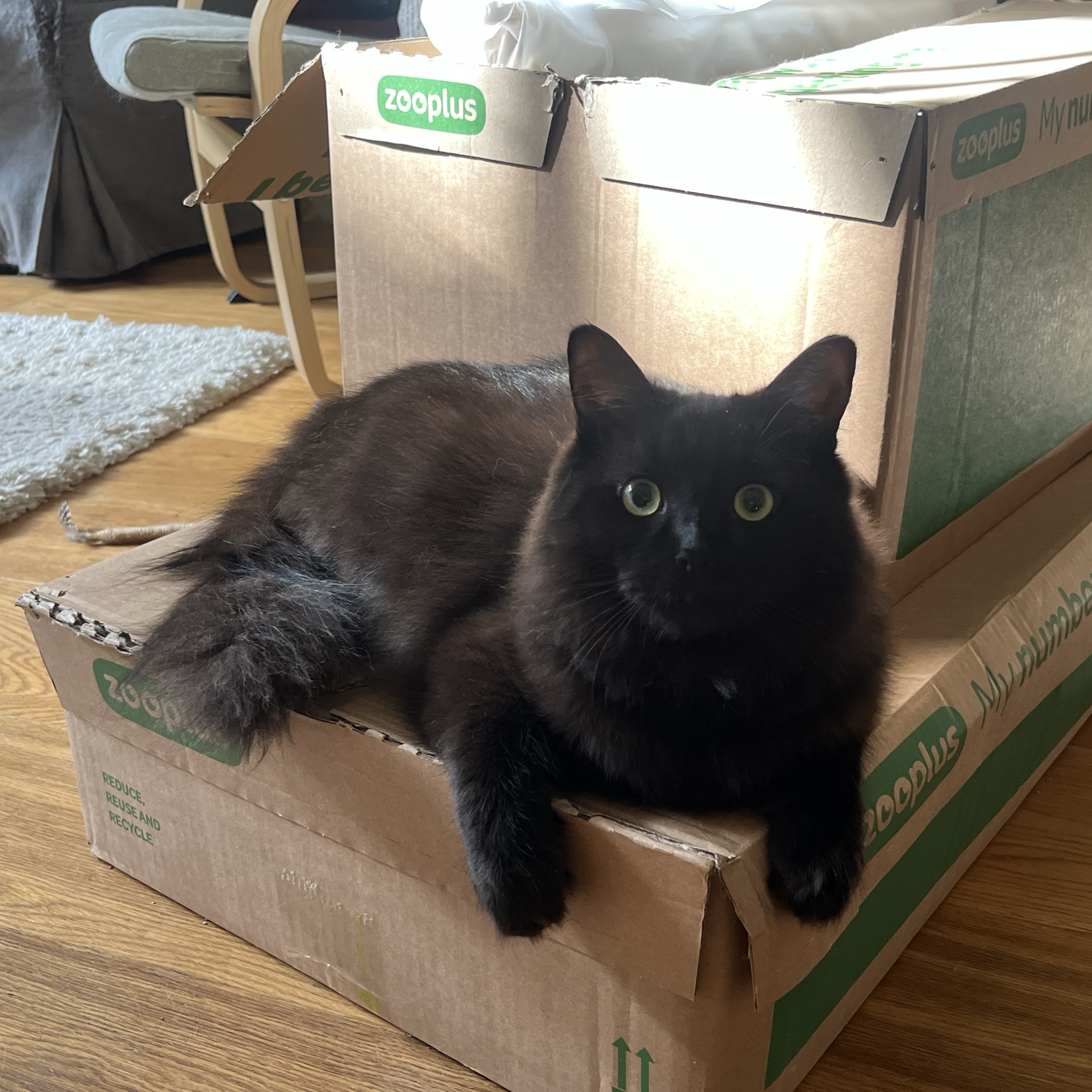 Lucifer (Luce)