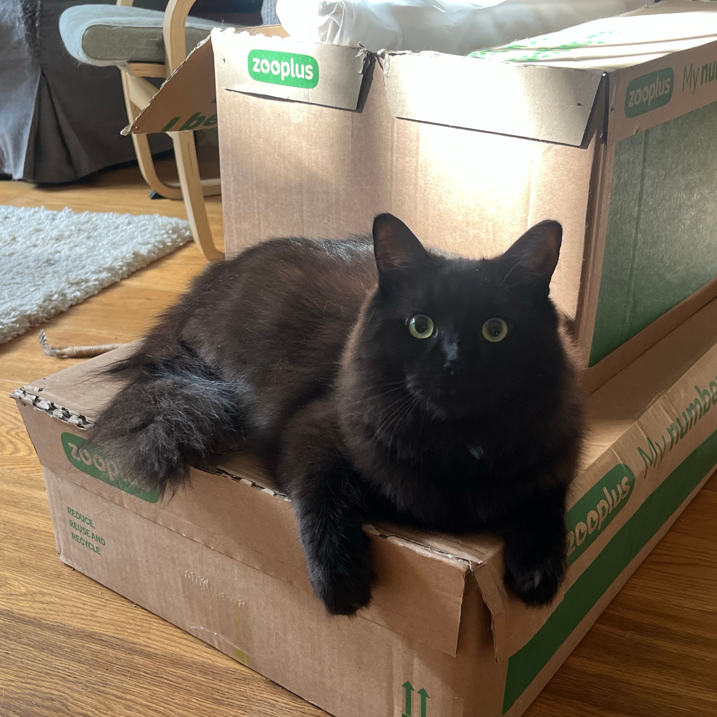 Lucifer (Luce)