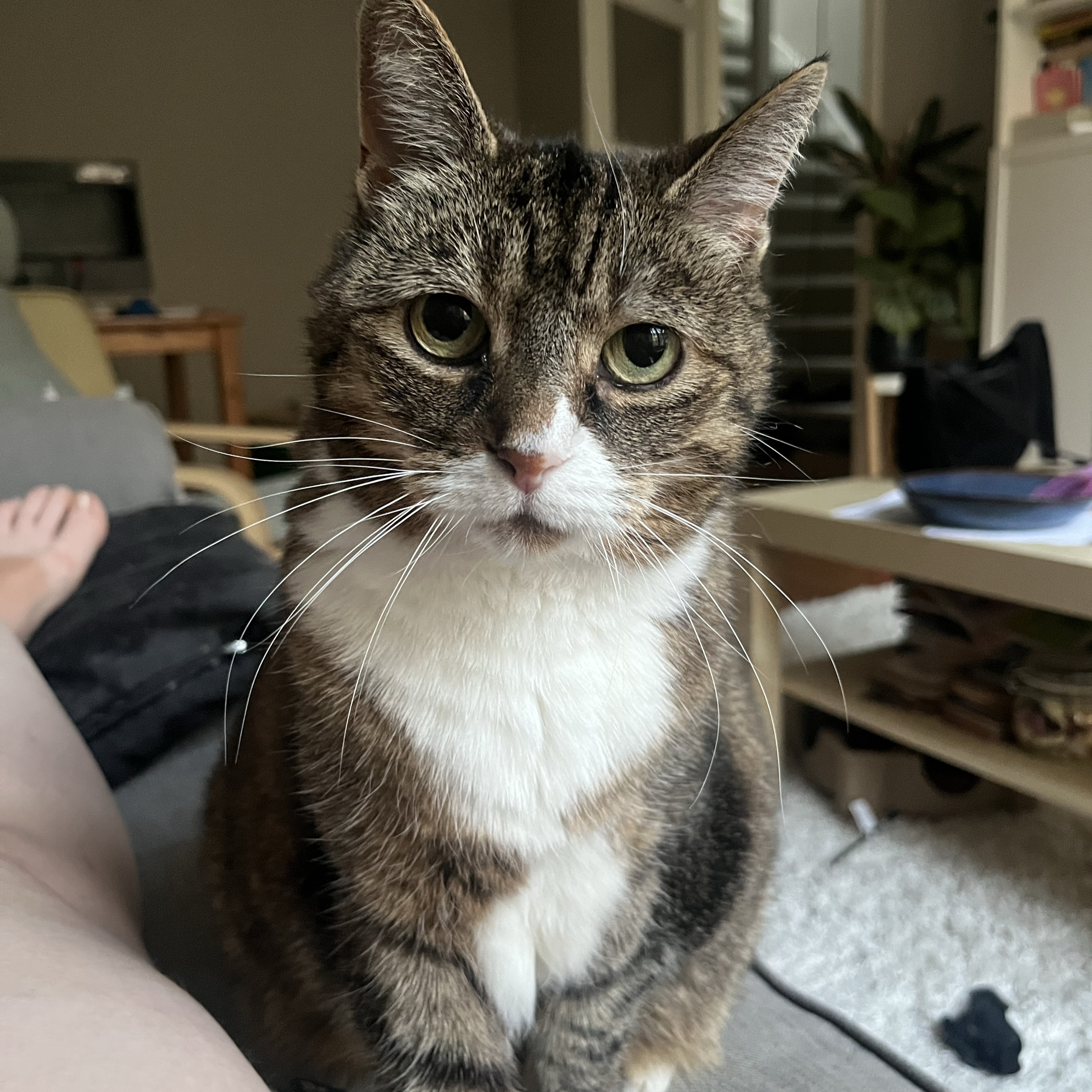 Mona