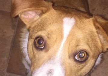 Spud