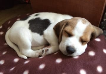 Watson