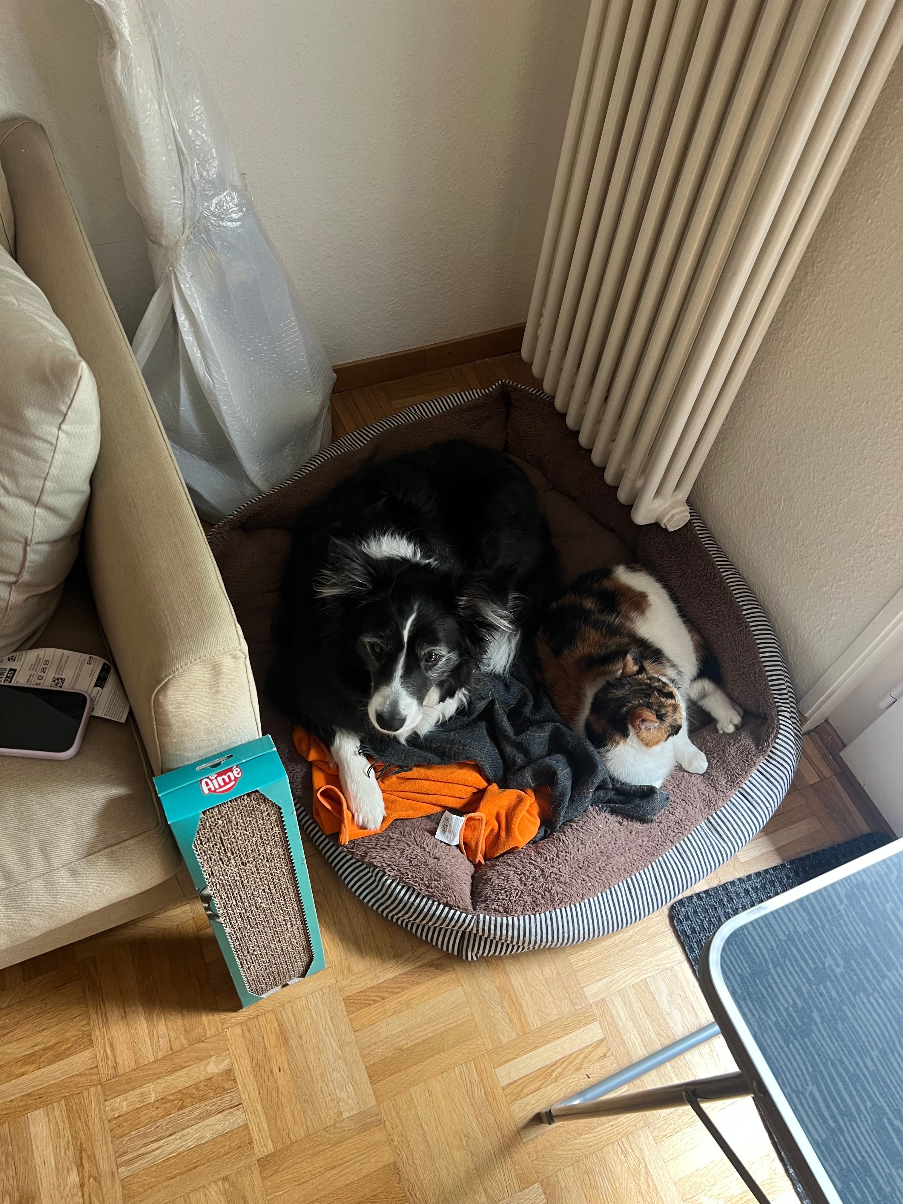 image-7
