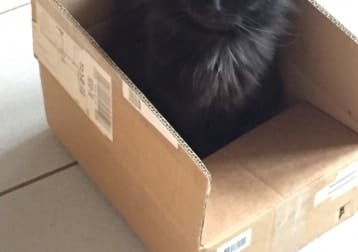 Kito