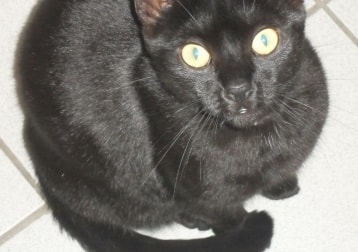 Zorro