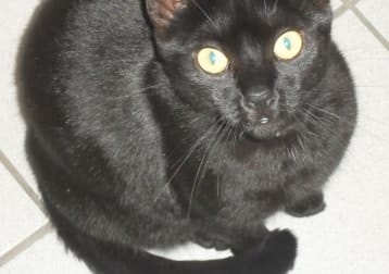 Zorro
