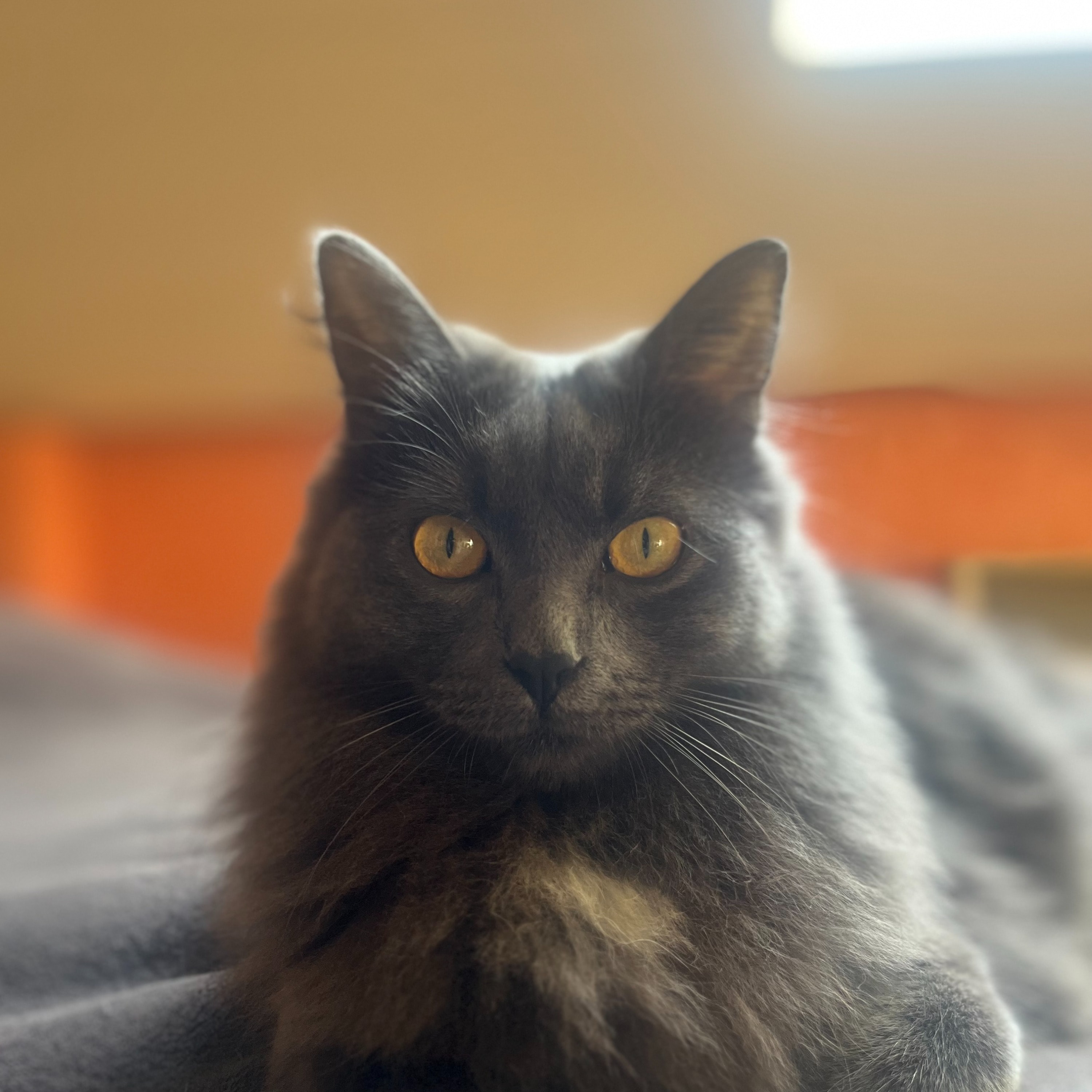 Cleo 