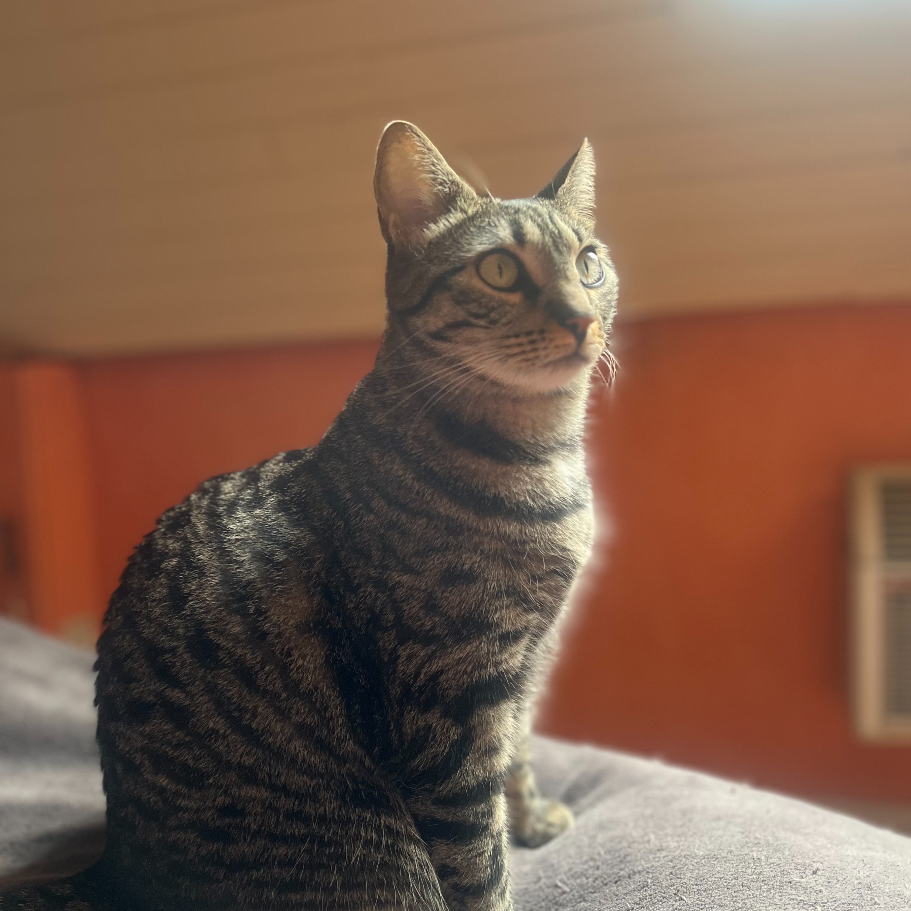 Alba 