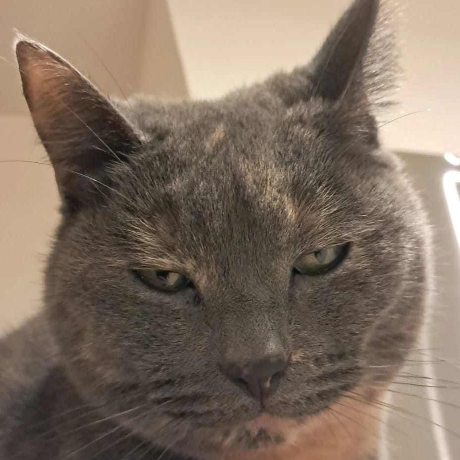 Suri