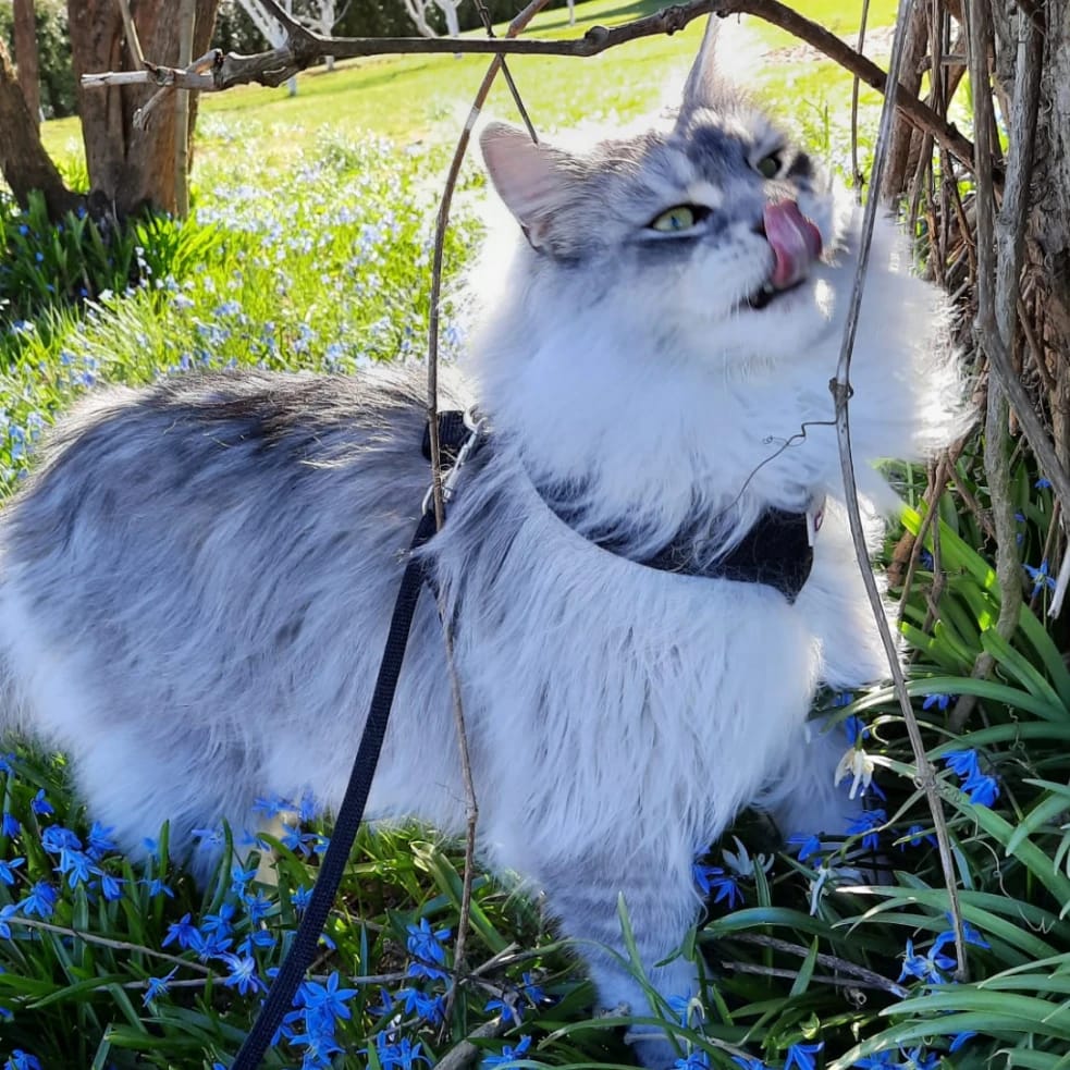 Leo (lives in 🇱🇻)