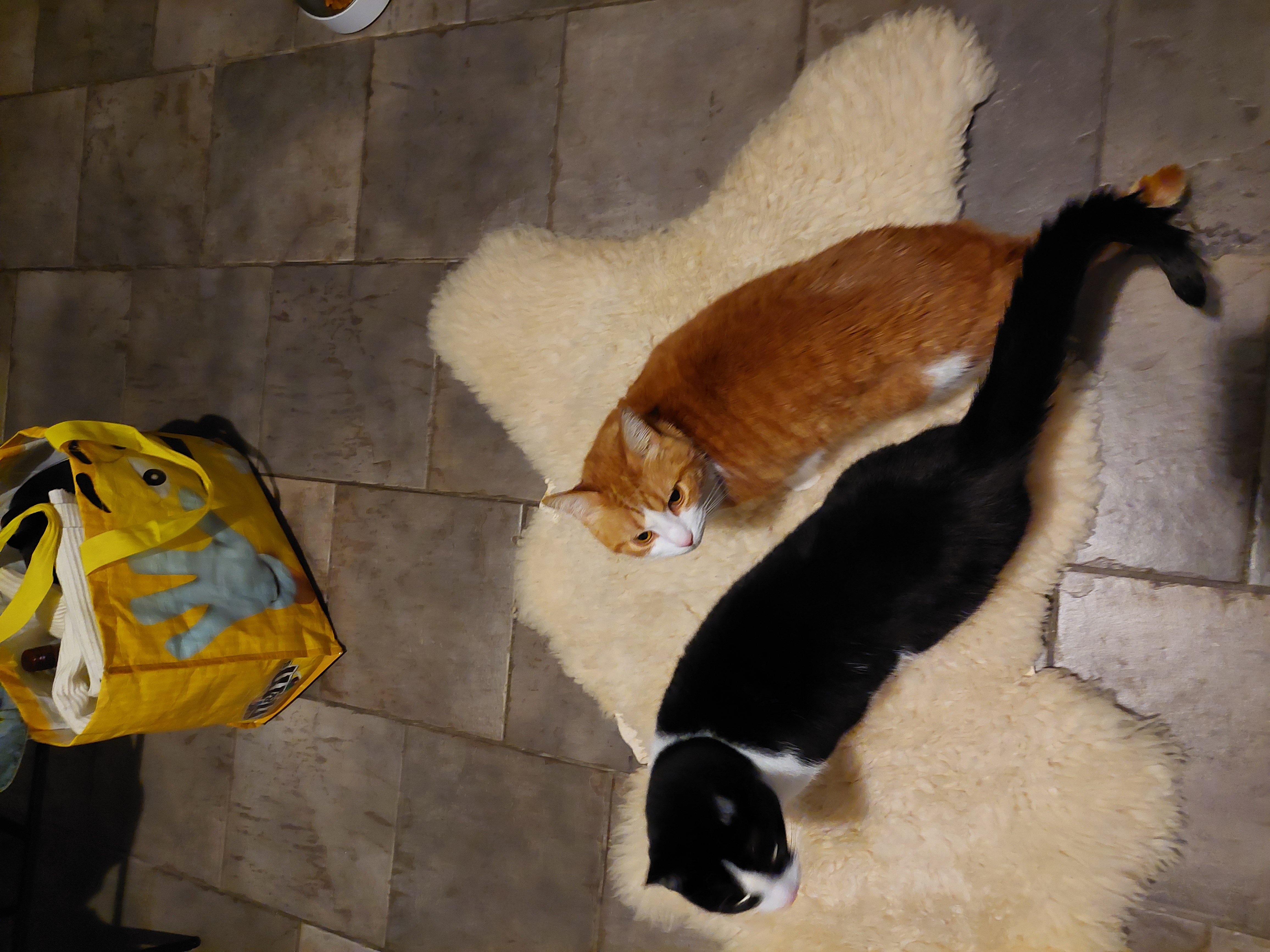image-7