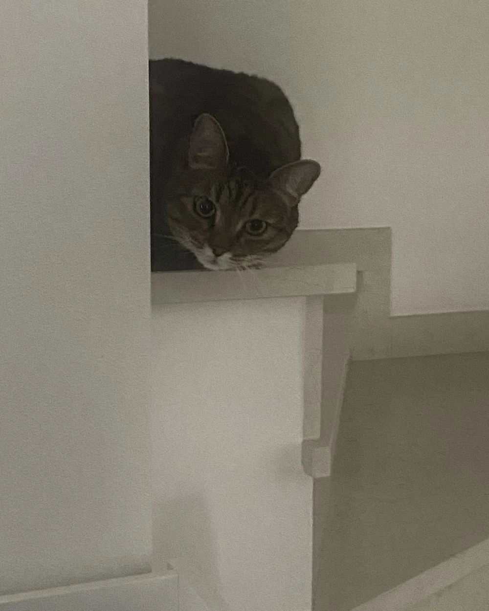 image-6