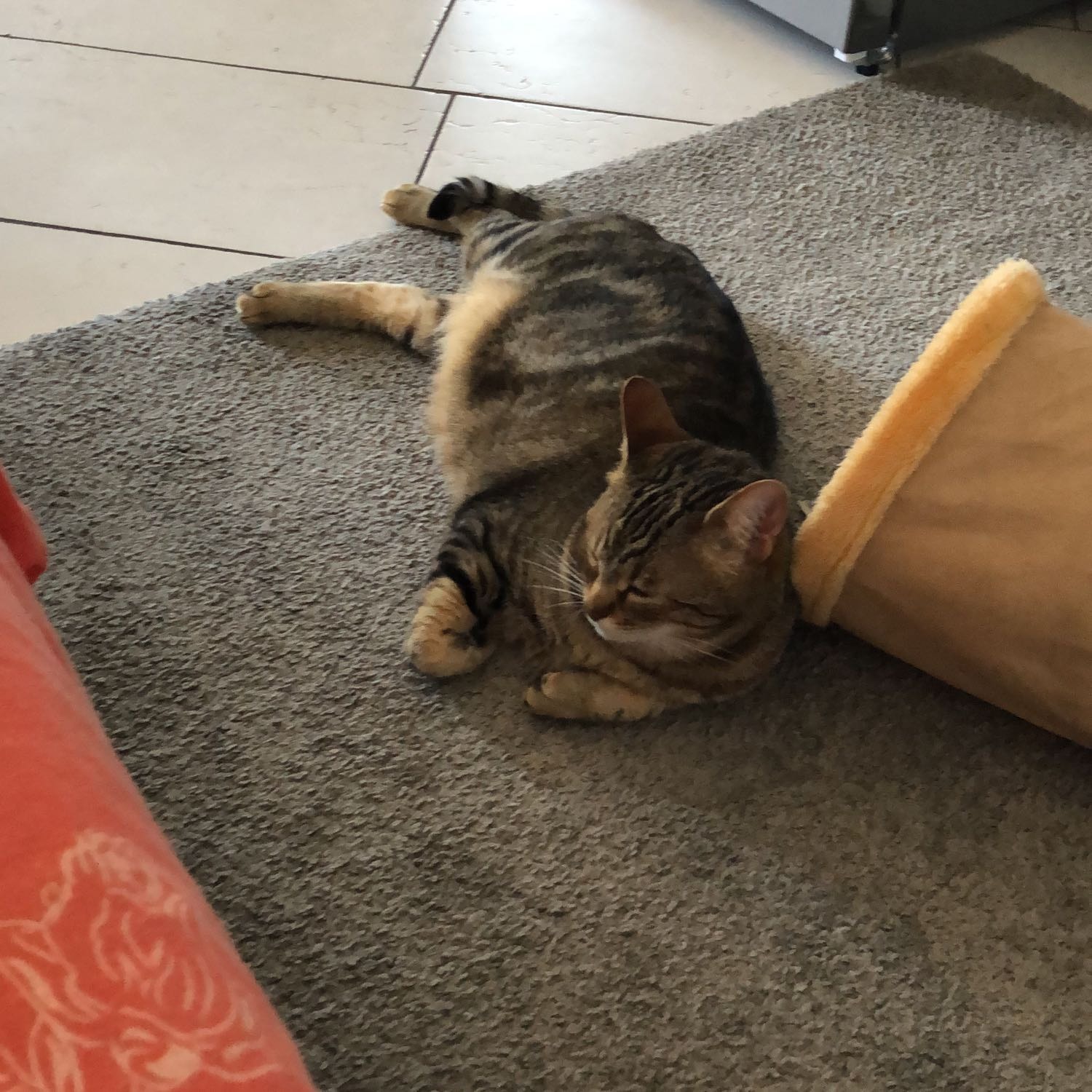 Raja