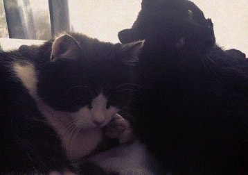 Tom And Jerry