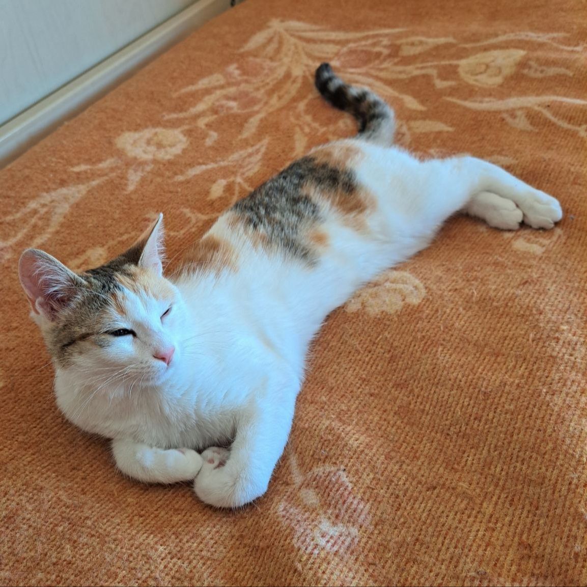 Kira