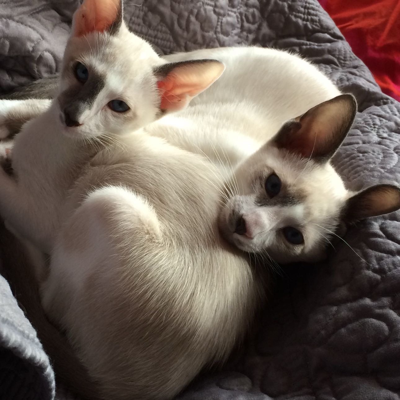 Henny En Jean-michel