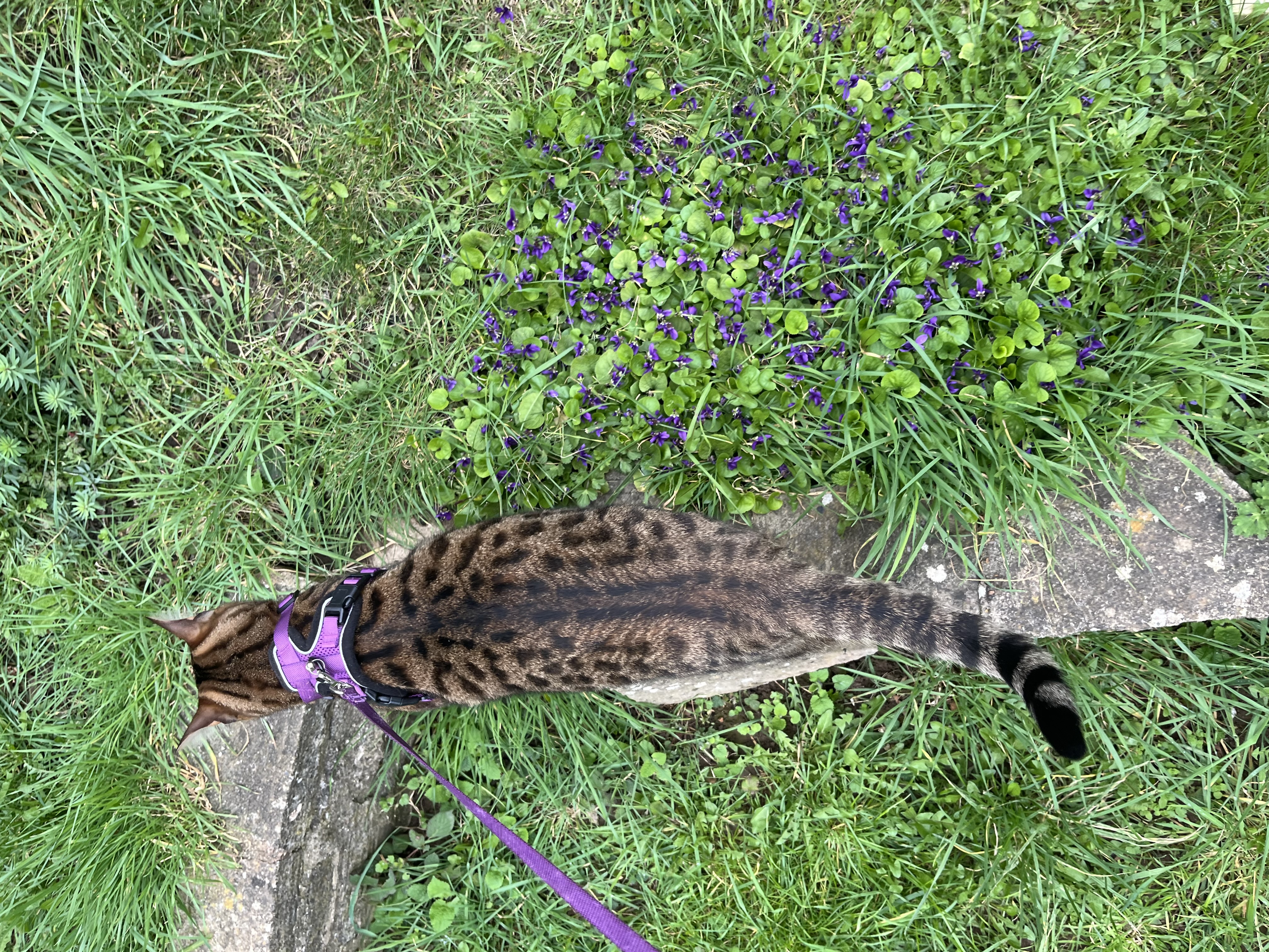 image-7