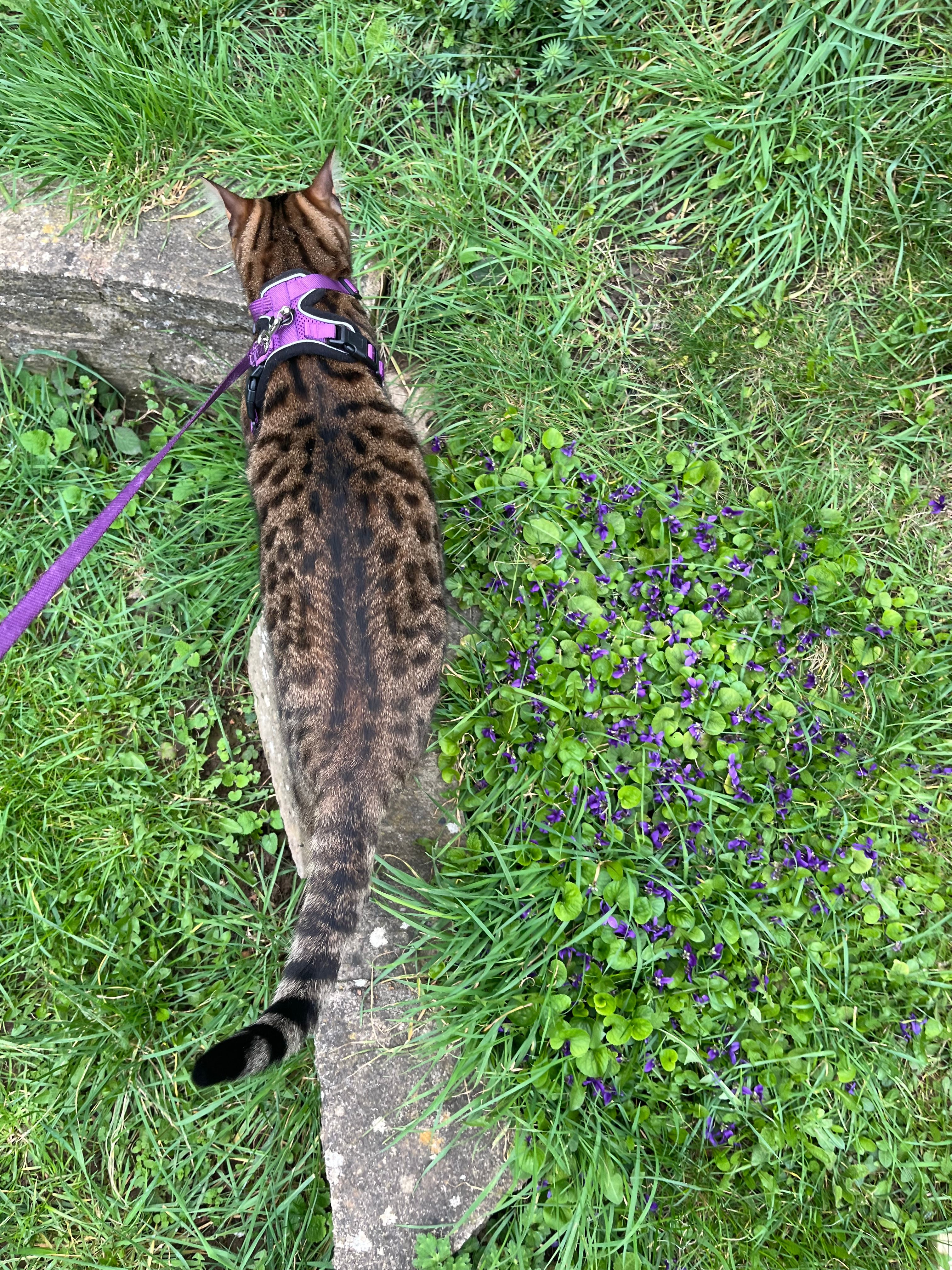 image-7