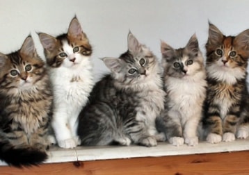 Stella, Amy Und Lucie