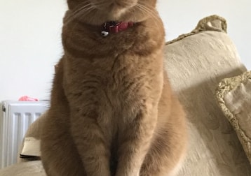 Winston