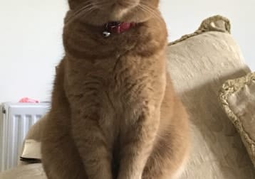 Winston