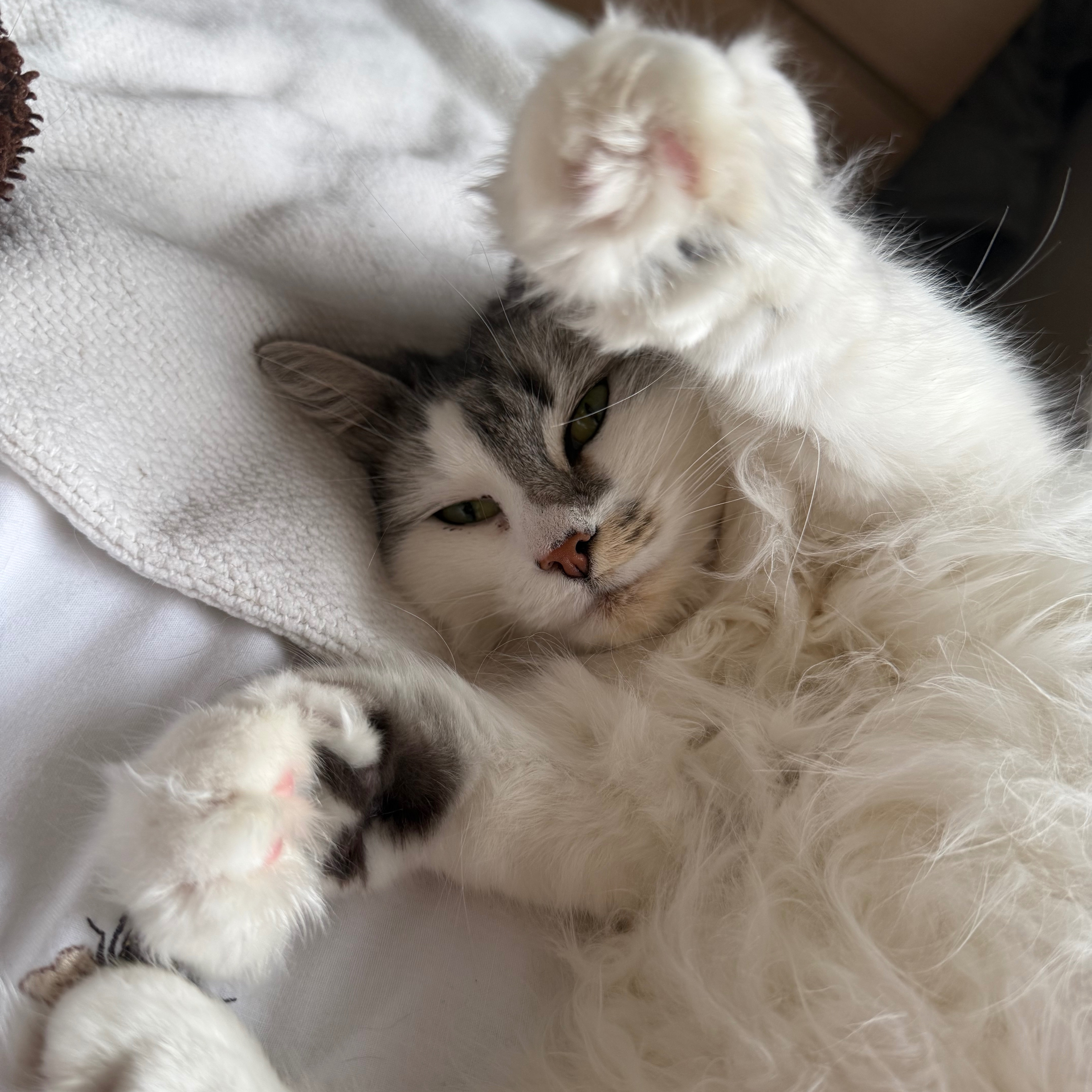 Flokie