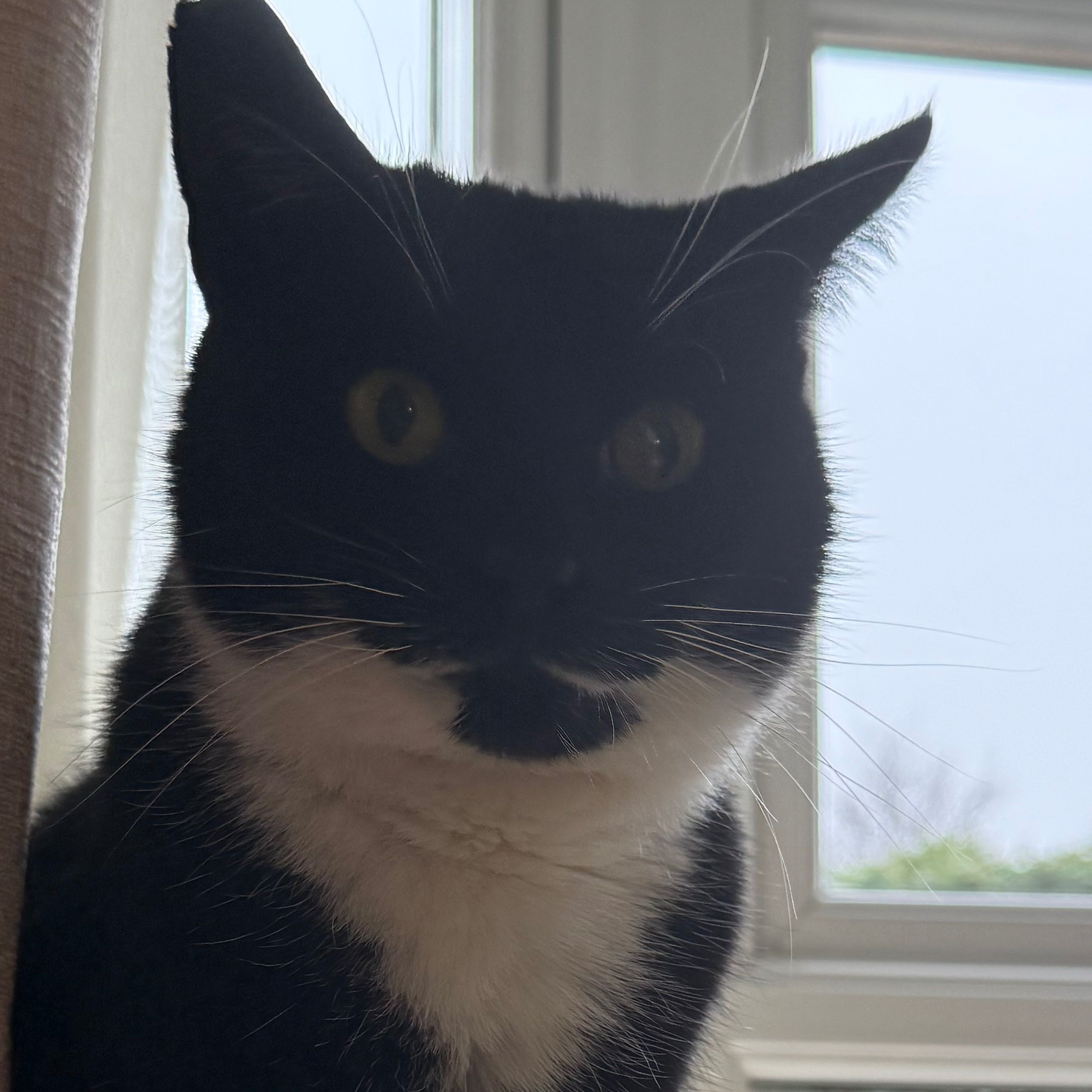 Blackie