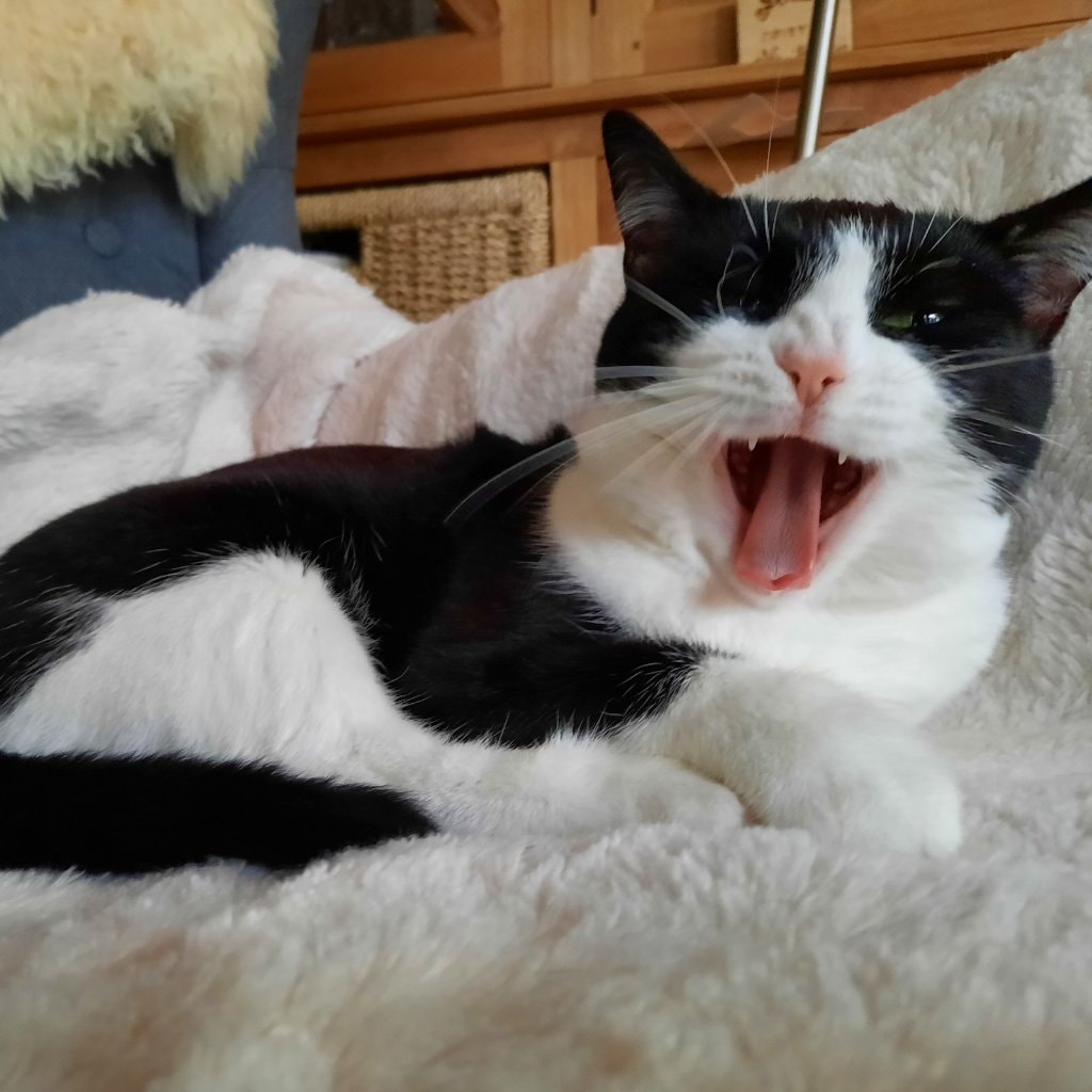 Lotje