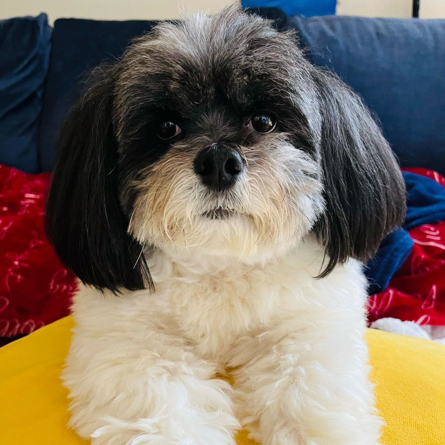 Lola 