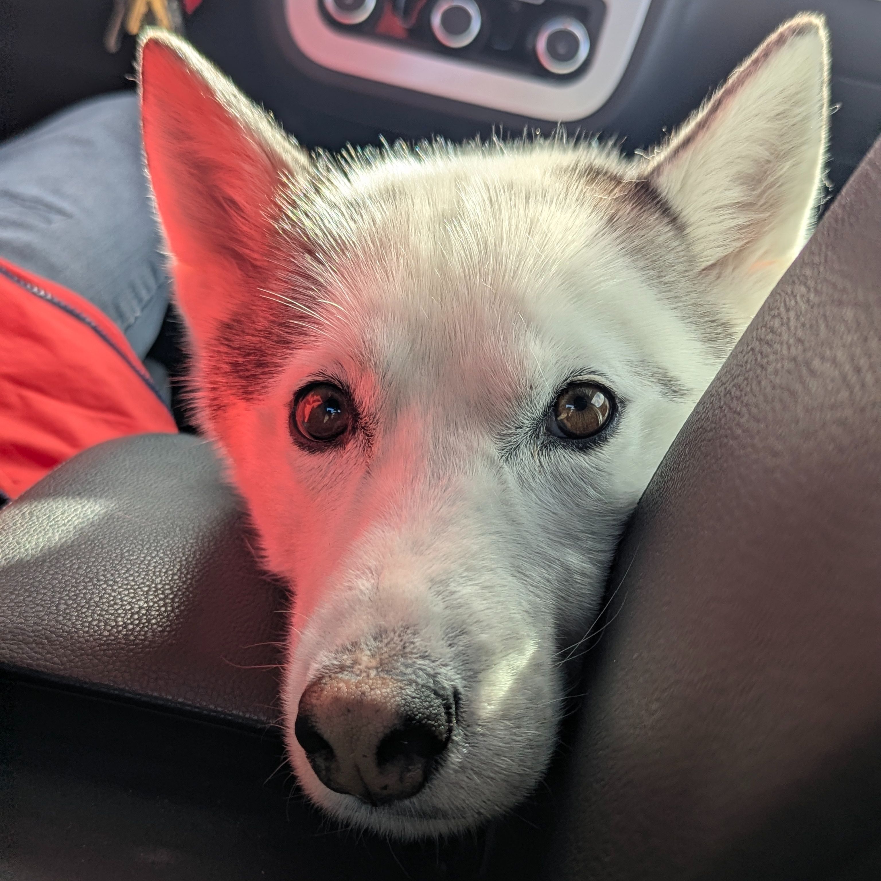 Zoë