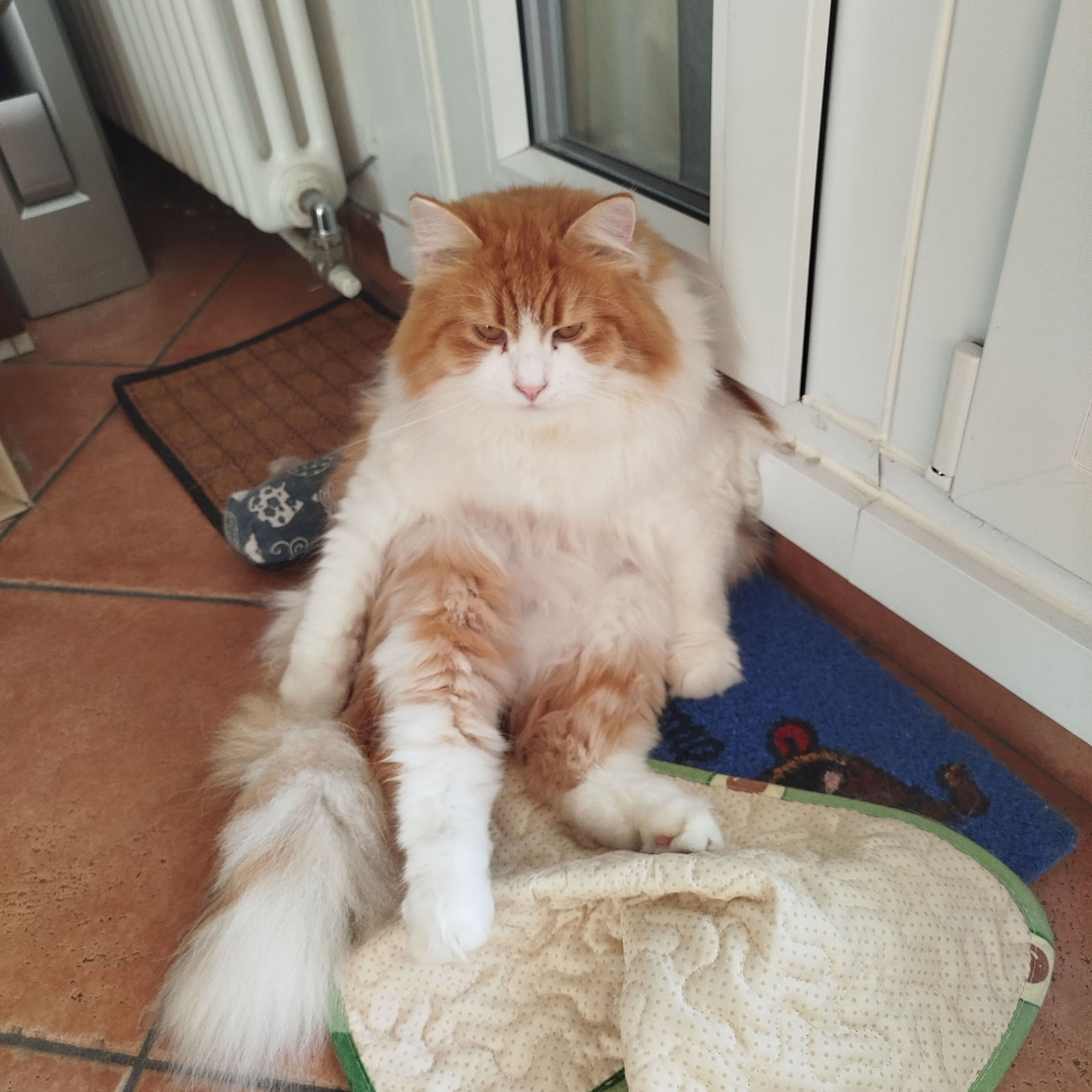 Aslan