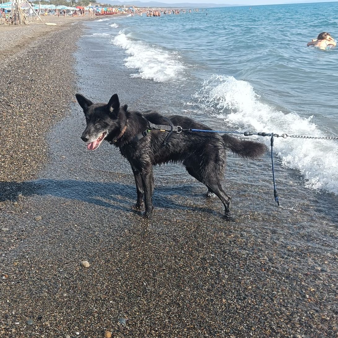 Artù 