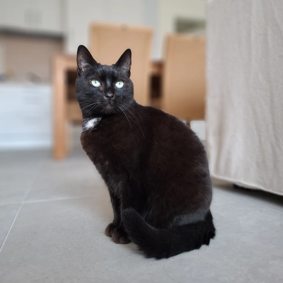 Ripley
