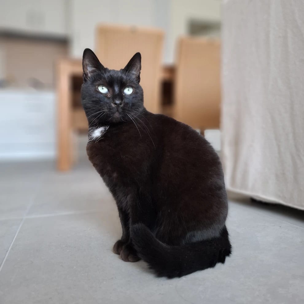 Ripley